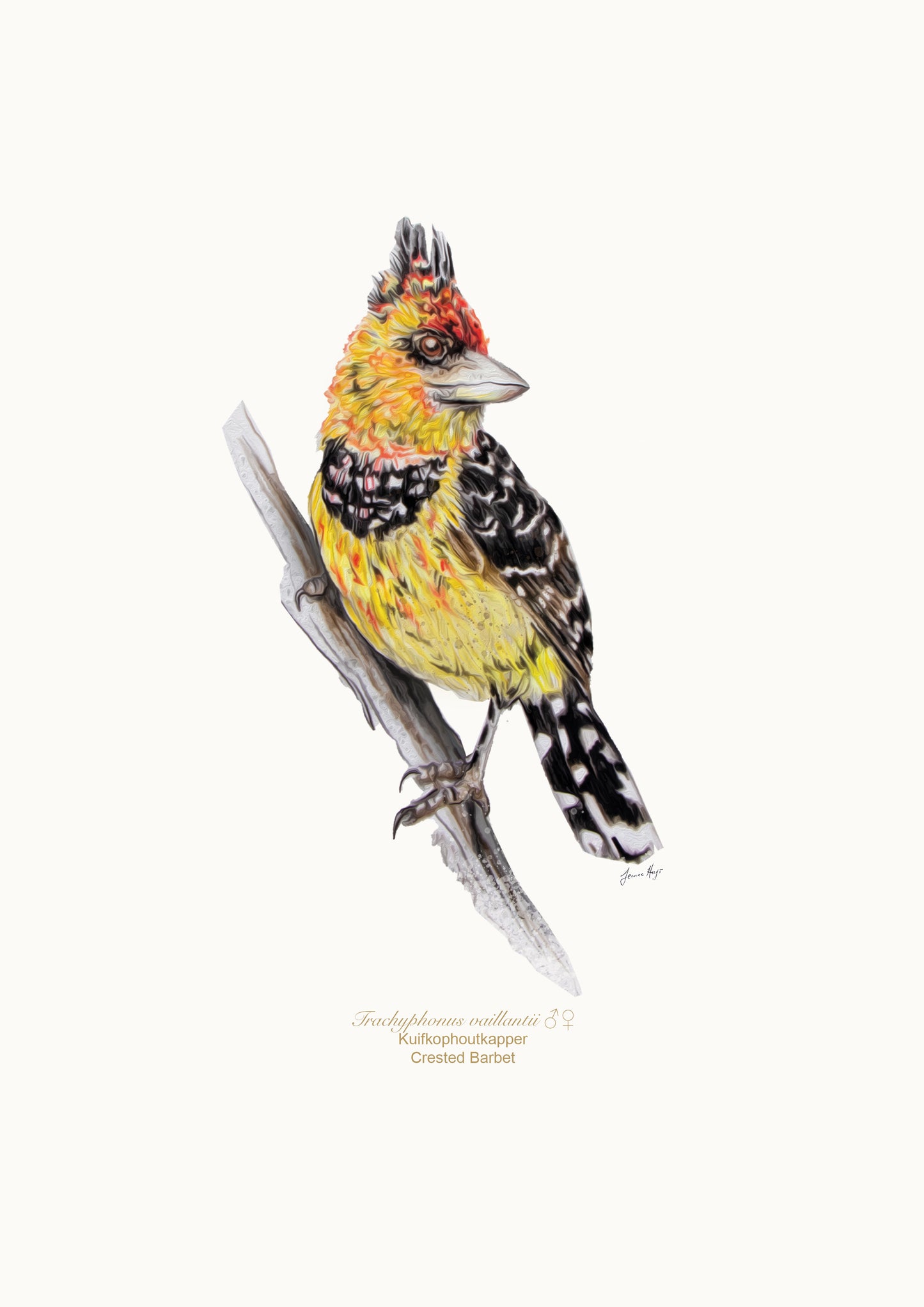 Prints: Garden Birds A4