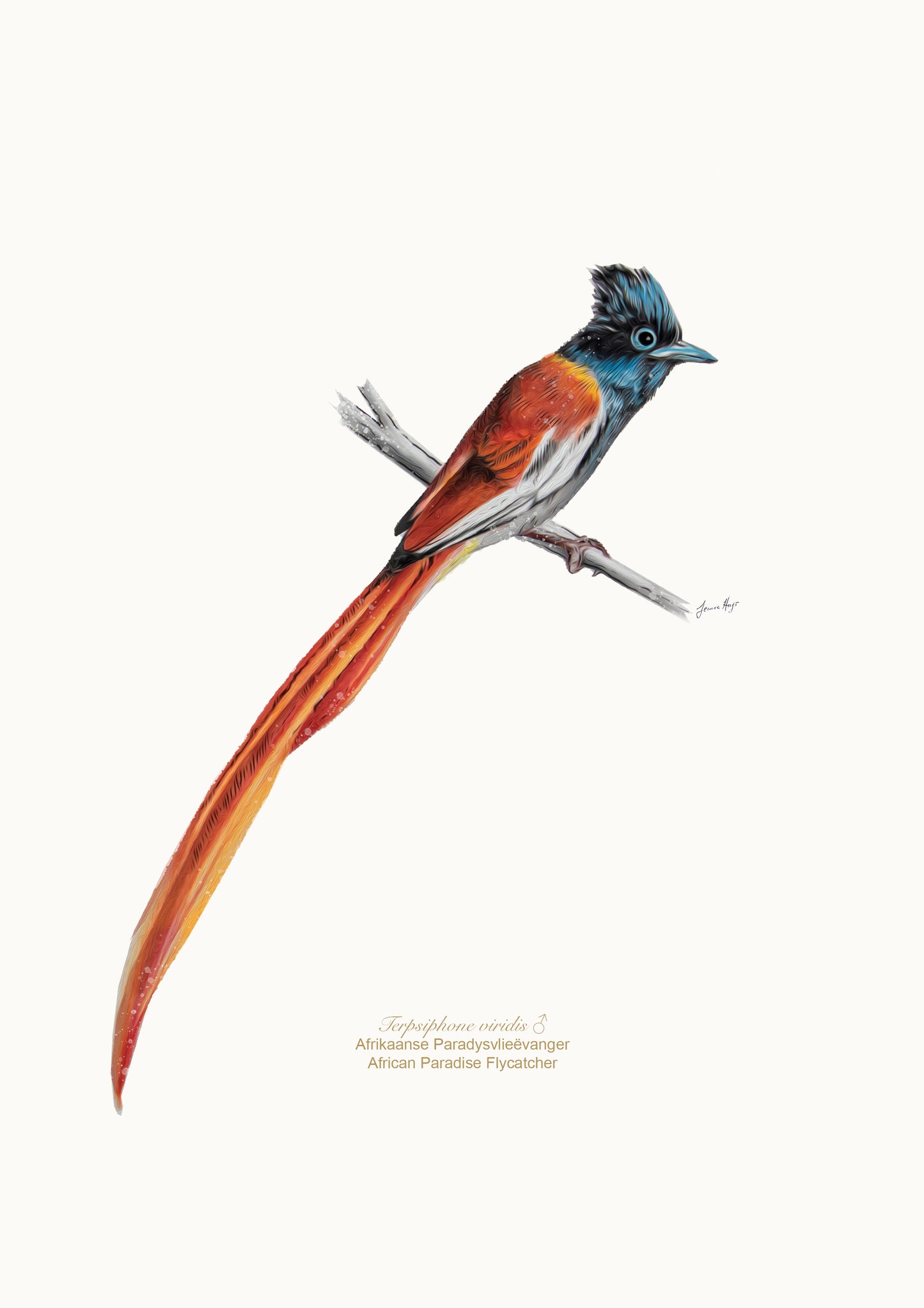 Prints: Garden Birds A4