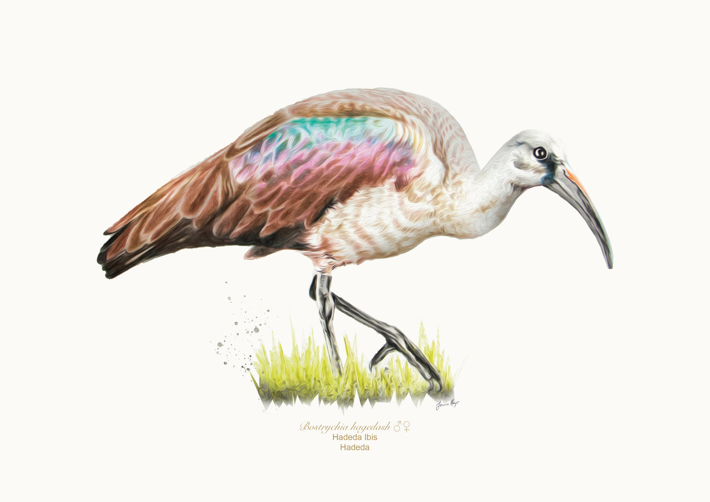 Prints: Garden Birds A4