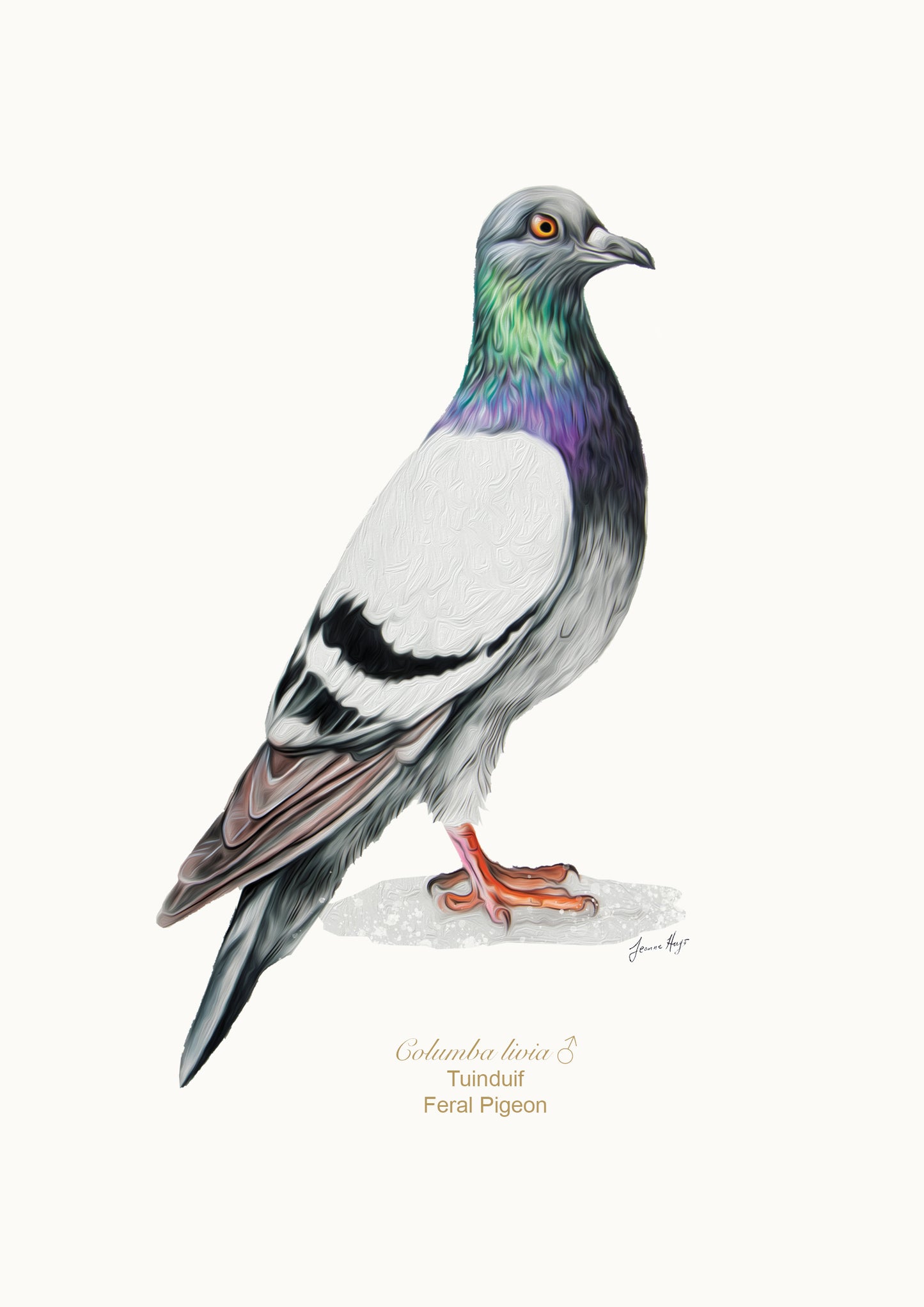 Feral Pigeon