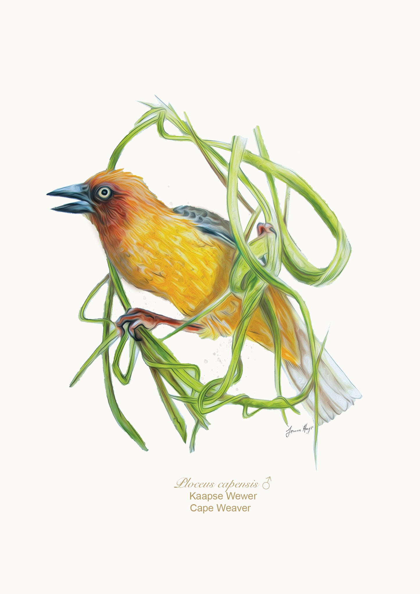 Cape Weaver