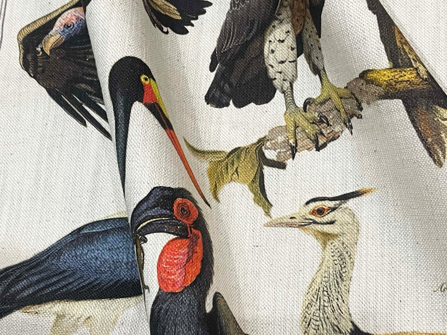 Big 6 Birds of South Africa