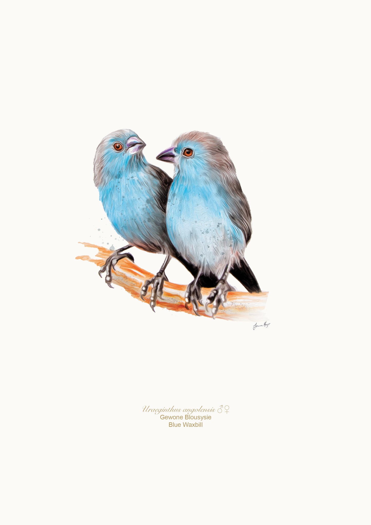 Blue Waxbills prints Jeanne Hugo bird illustration