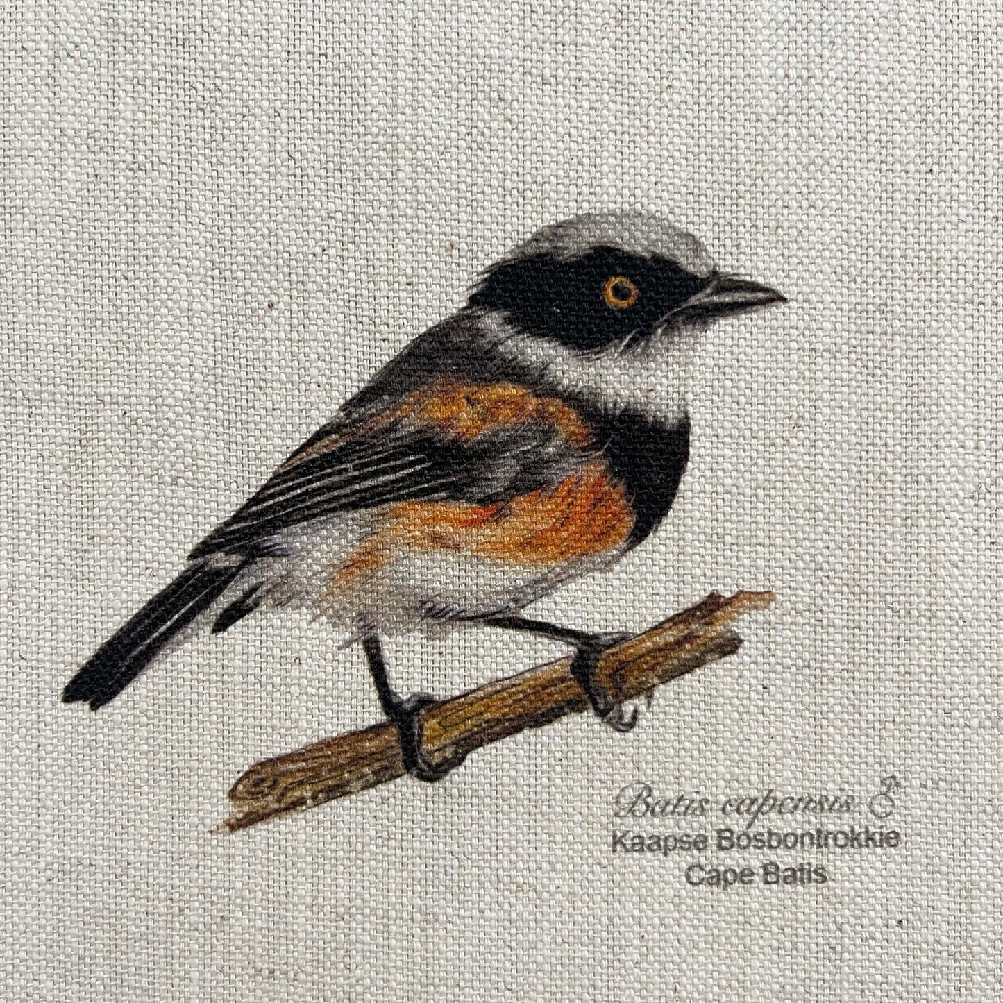 Tea Towel: Birds of South Africa