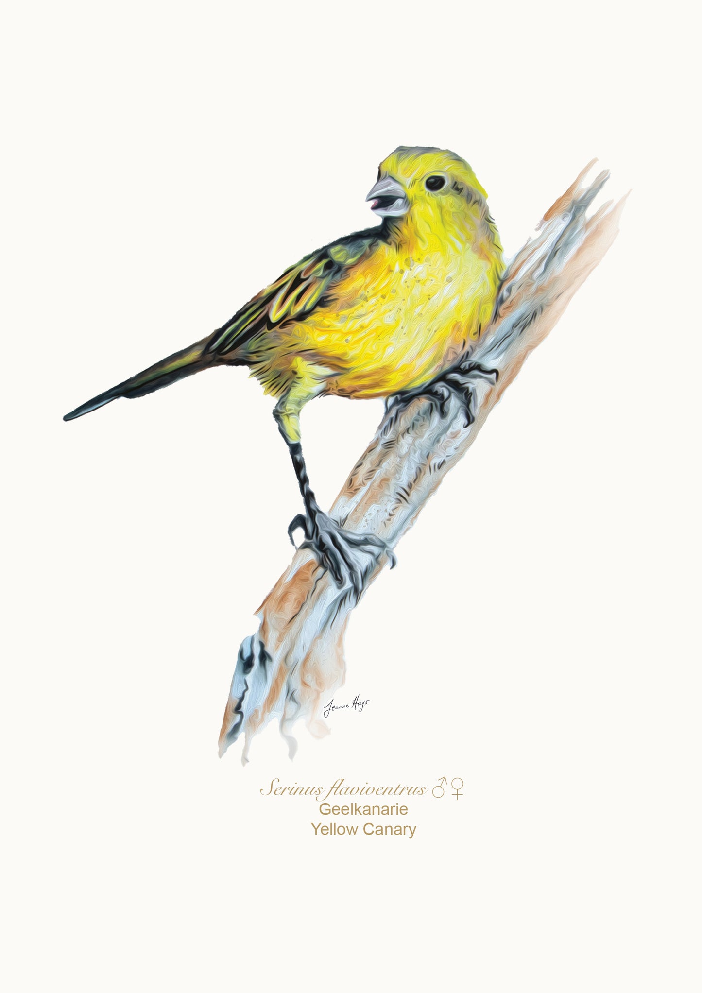 Yellow Canary