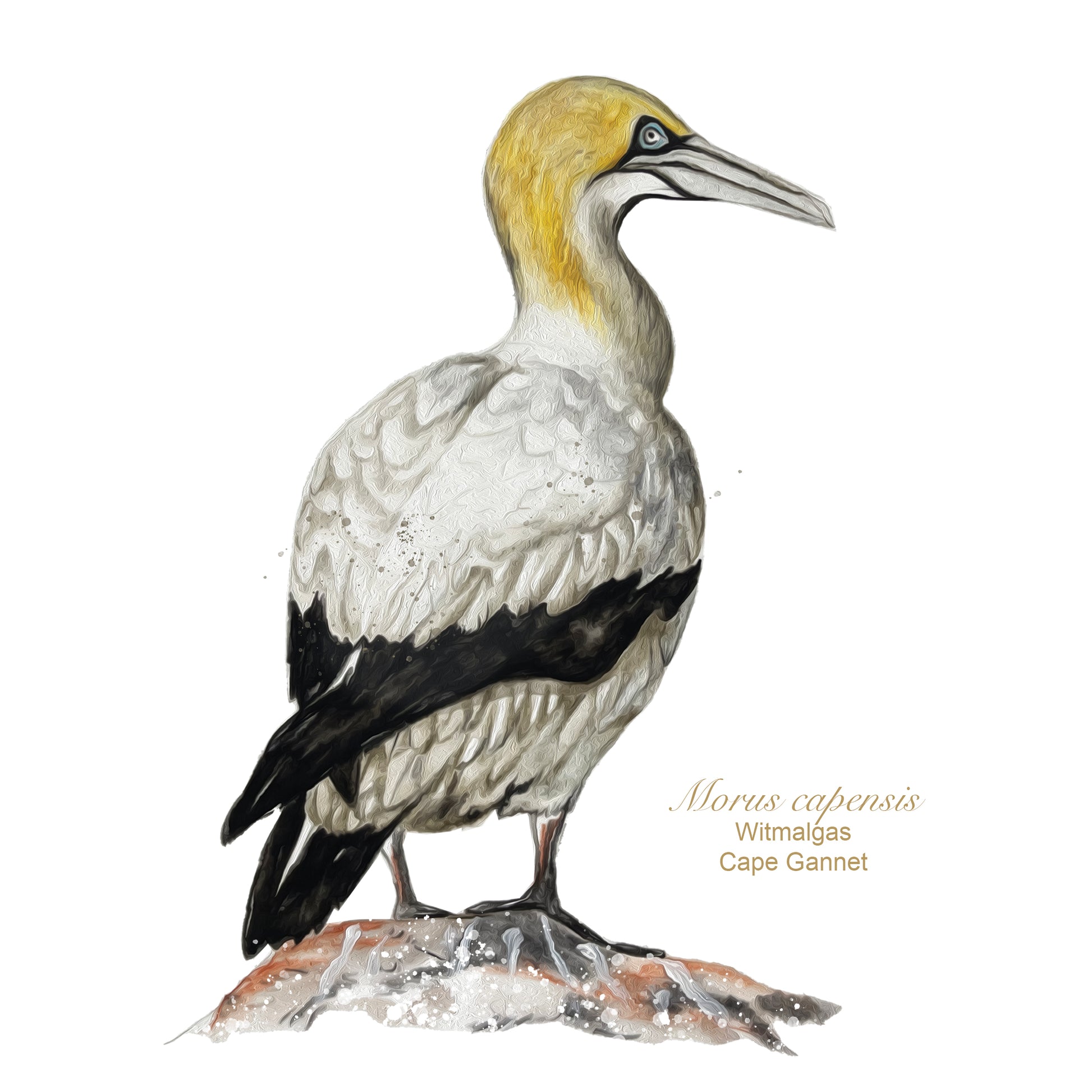 Witmalgas illustration