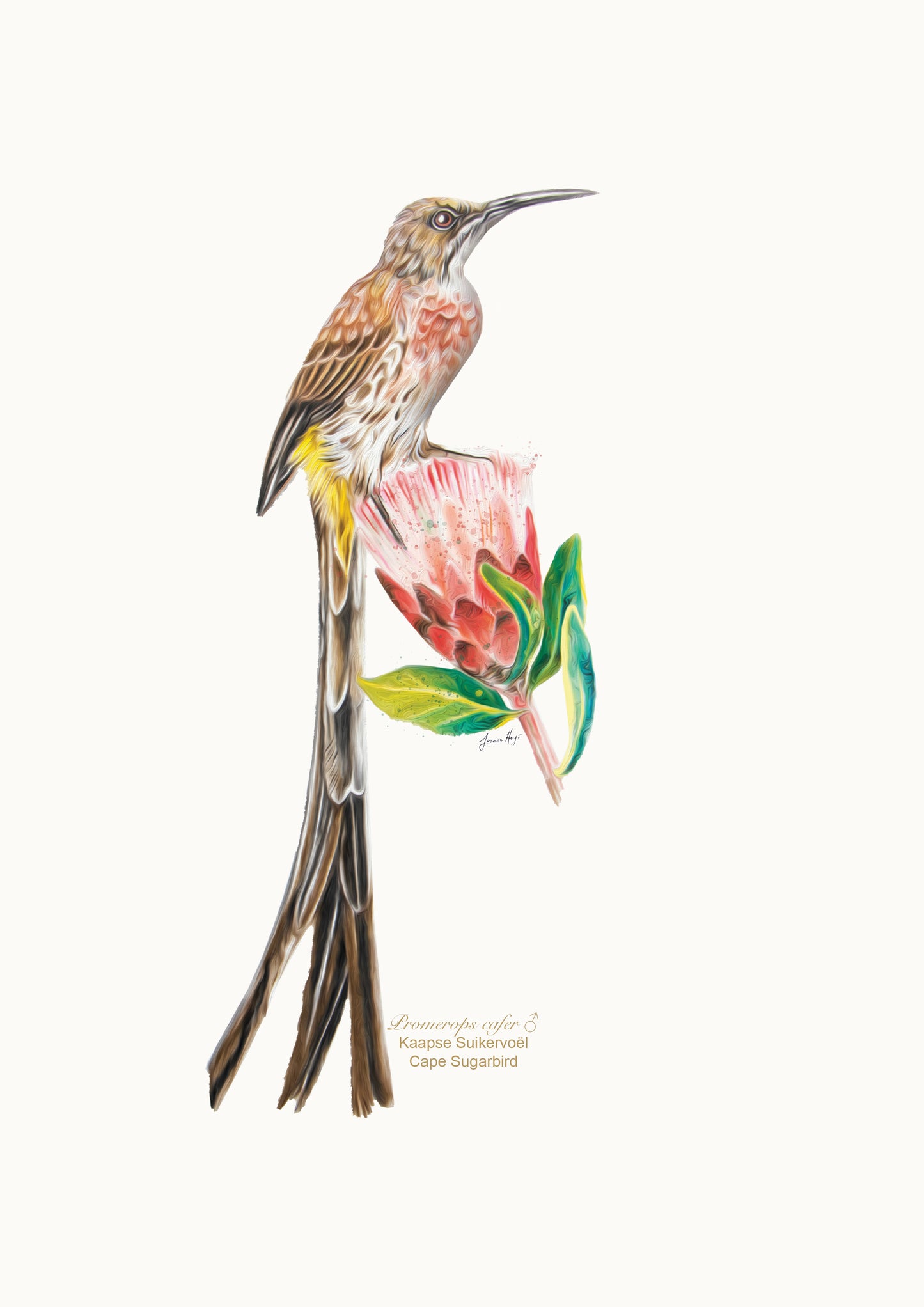 Cape Sugarbird print Jeanne Hugo bird illustration