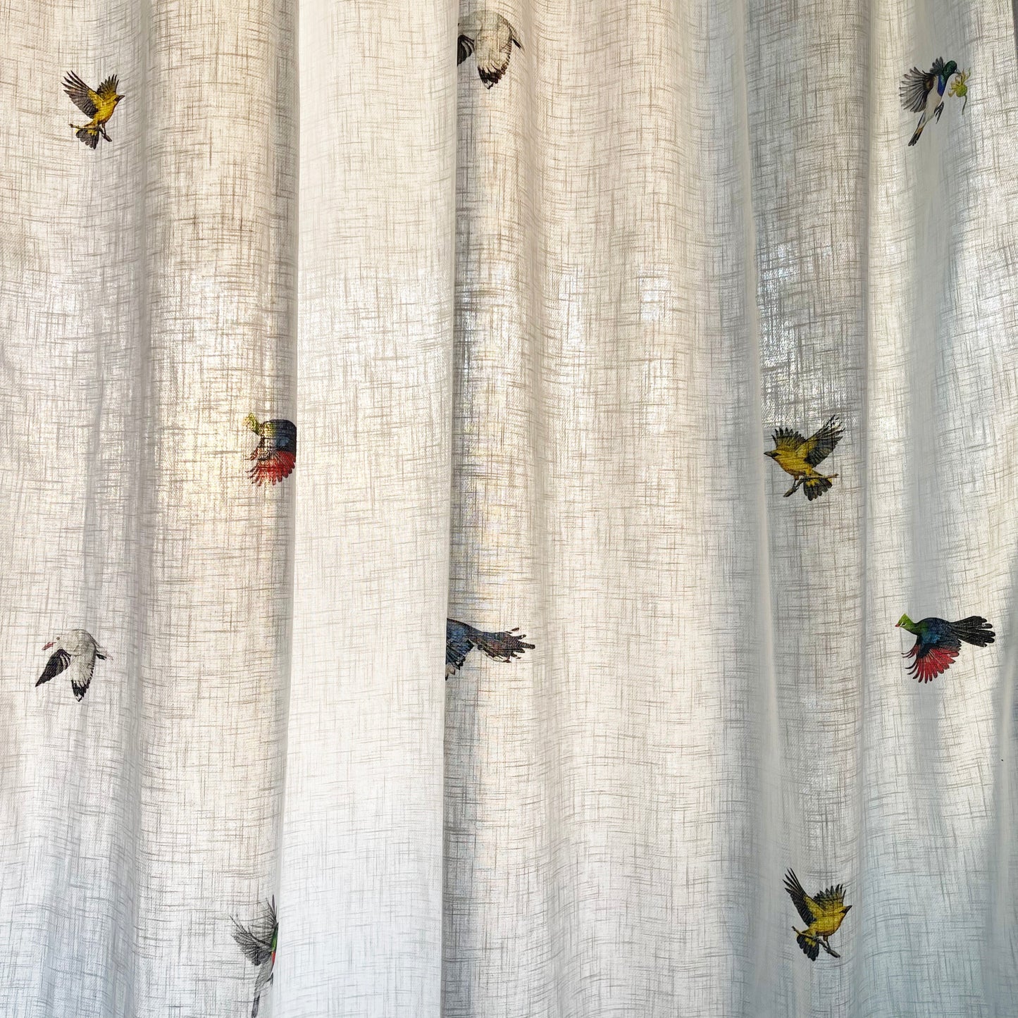 Curtain: Coocoo in Flight