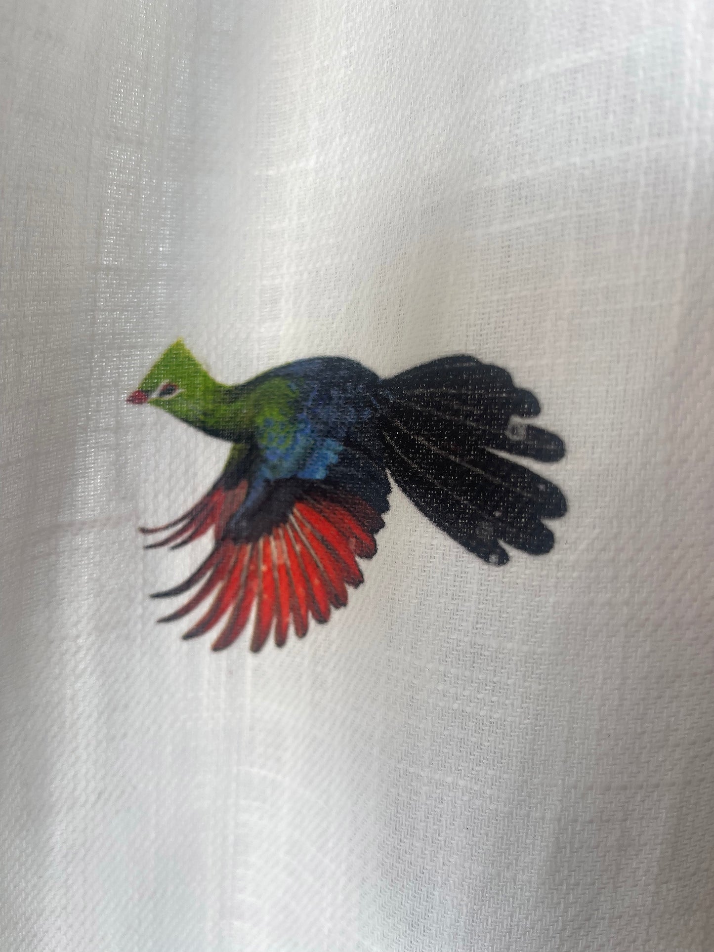 Curtain: Coocoo in Flight