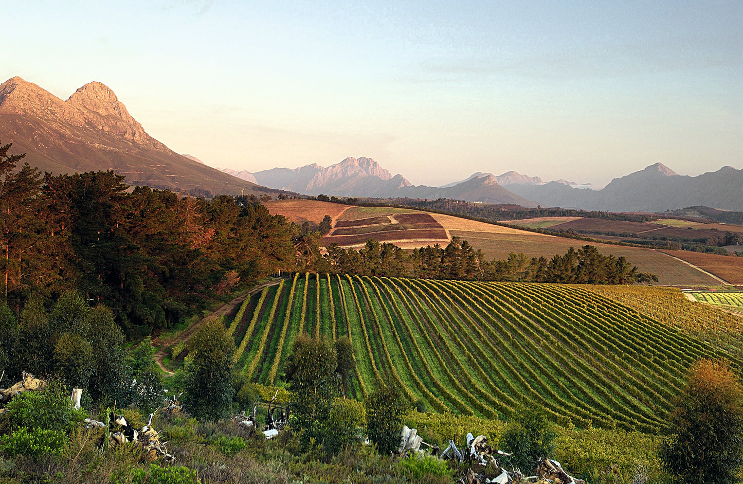 Delheim Bird Art Safari