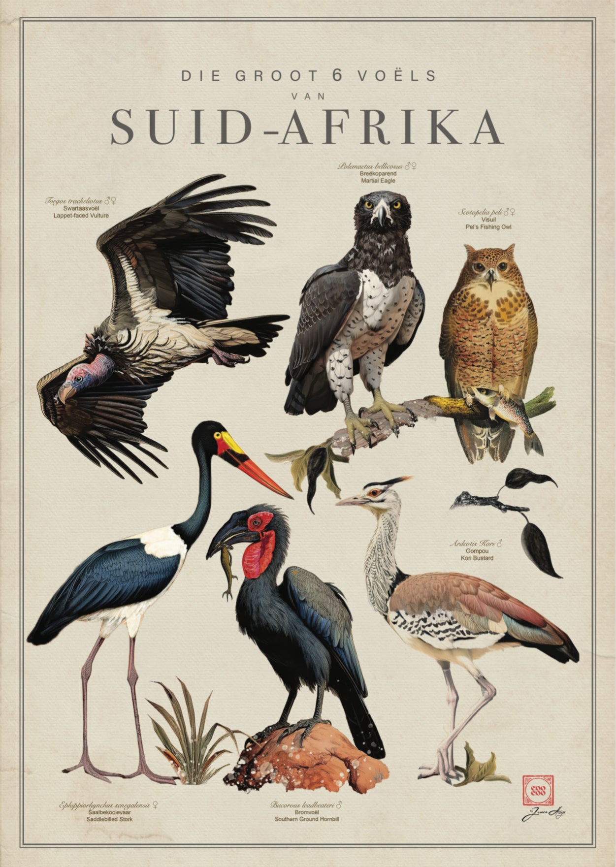 The Big 6 Birds of South Africa 1