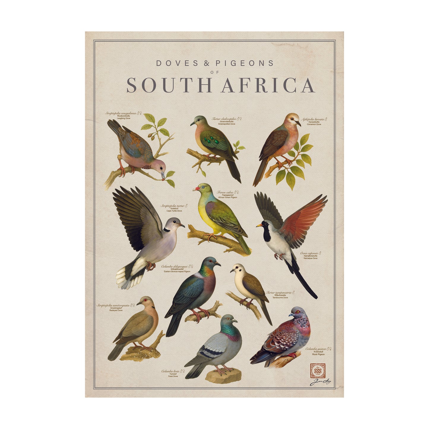 Tea Towel: Birds of South Africa