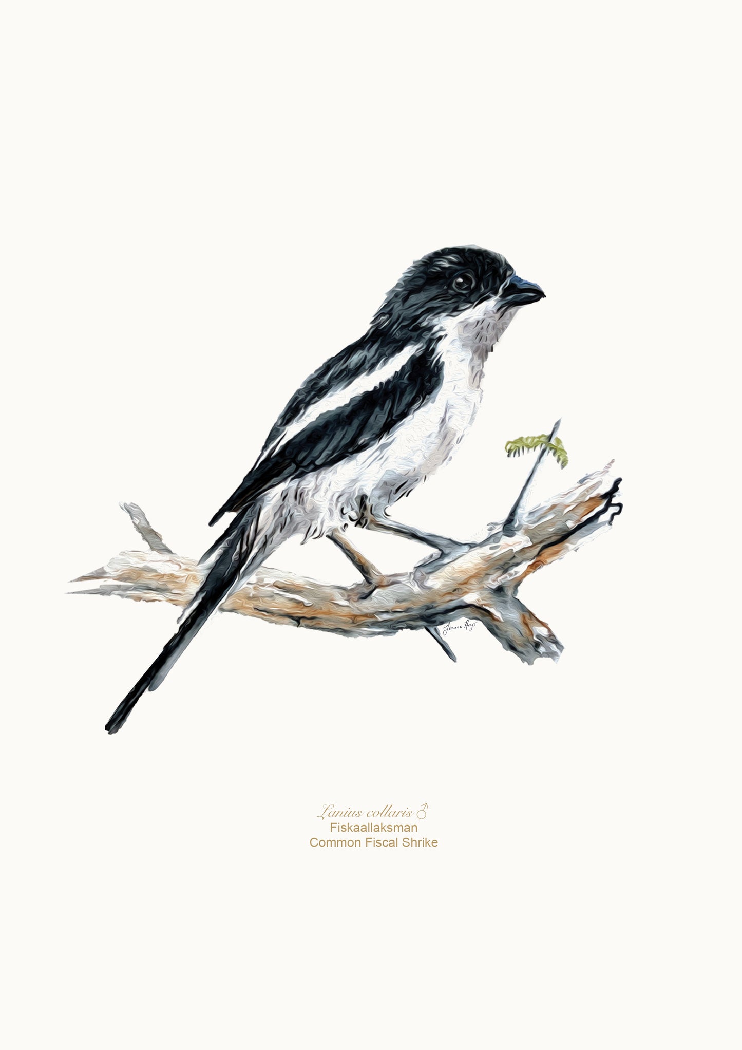 Prints: Garden Birds A4