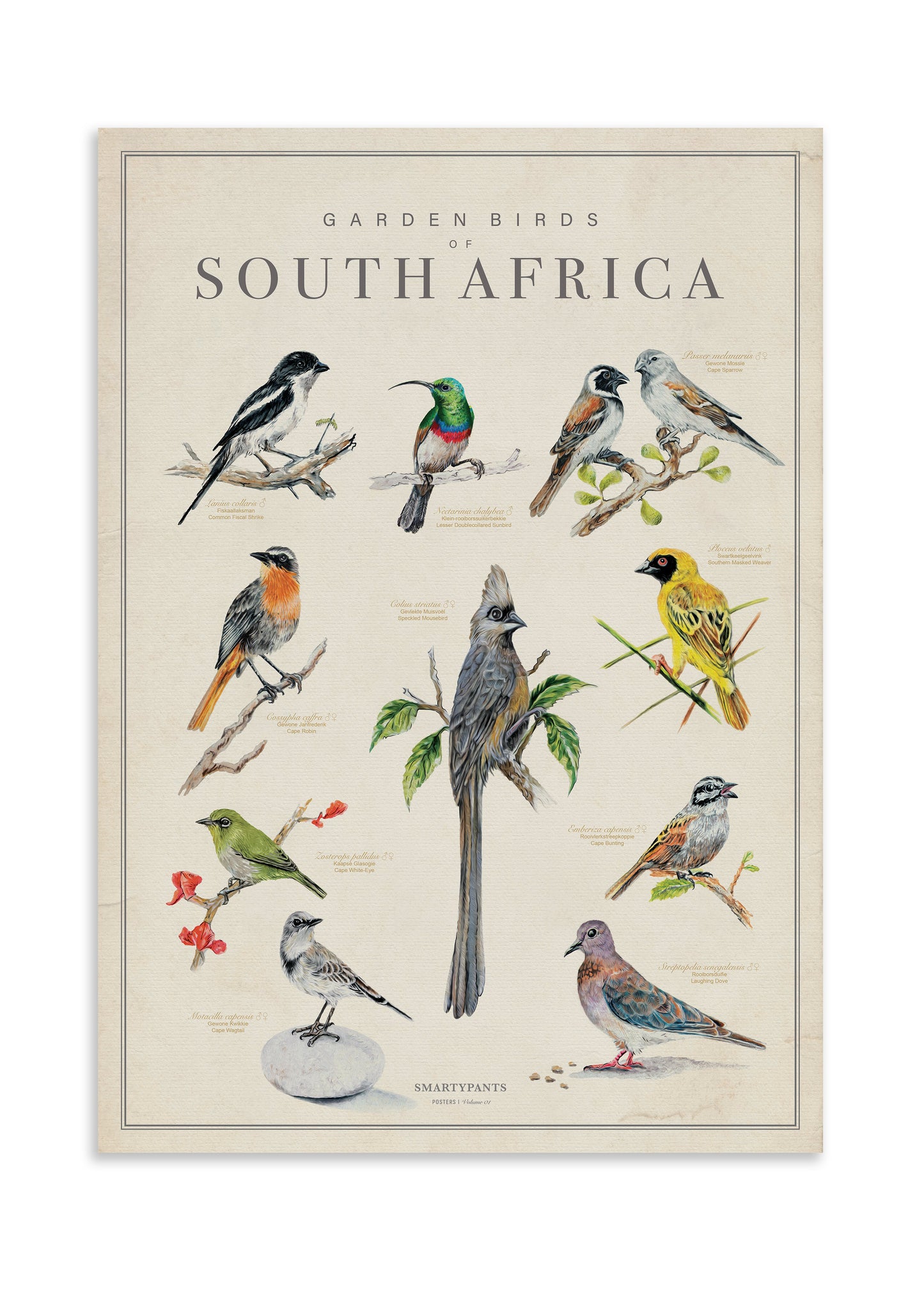 Garden Birds of South Africa Artwork