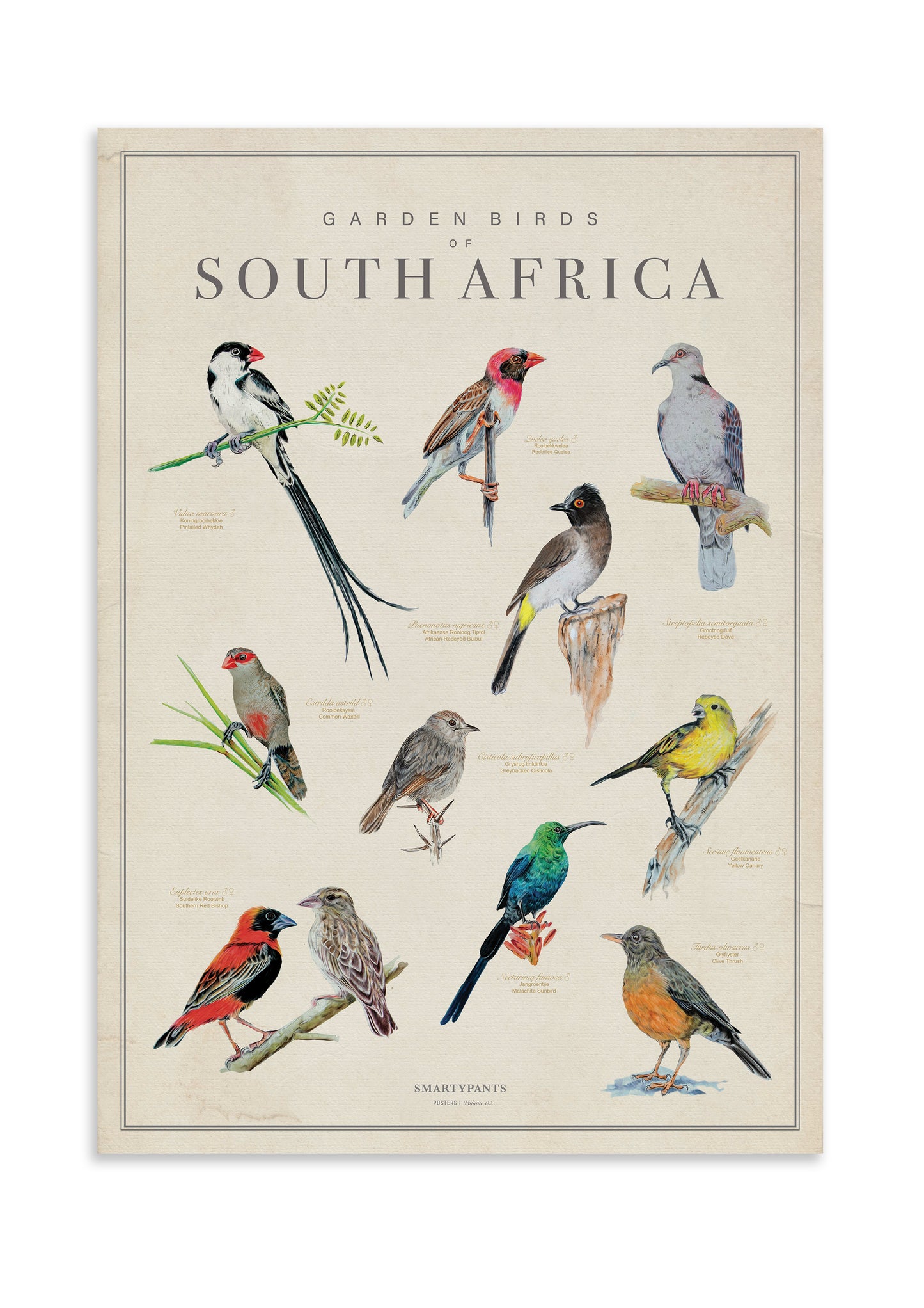 Garden Birds of South Africa Poster Art