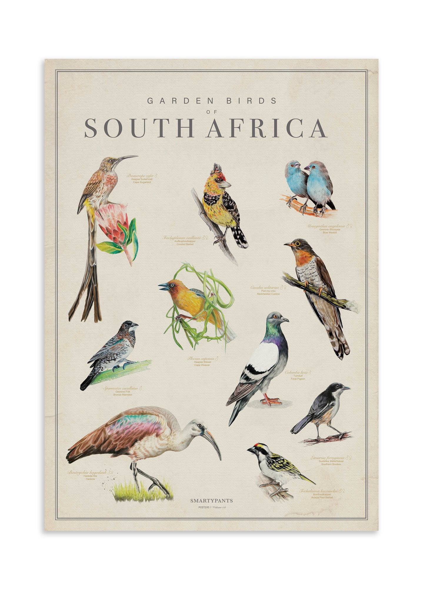 Birds of South Africa Collection Illustrations