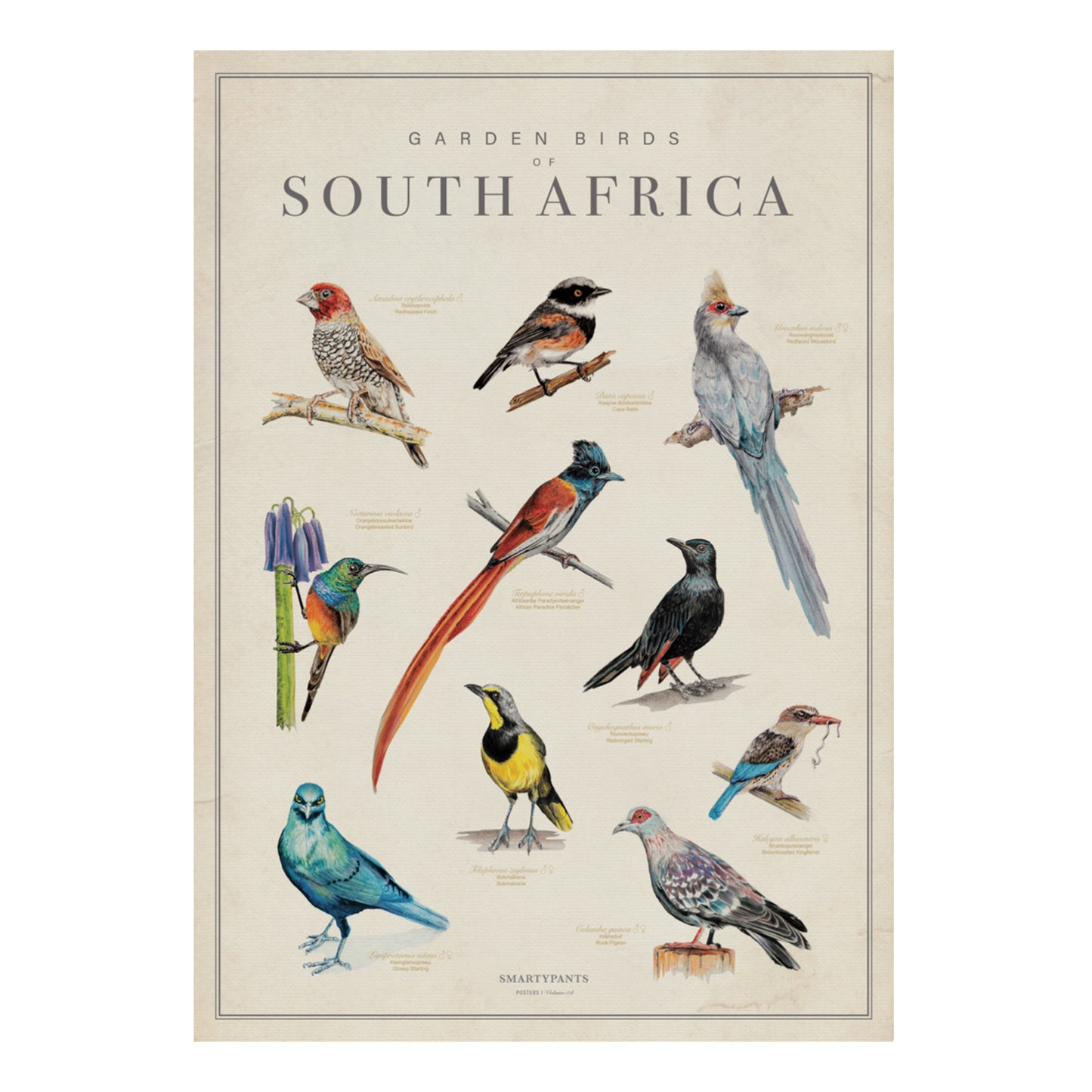 Garden Birds of South Africa