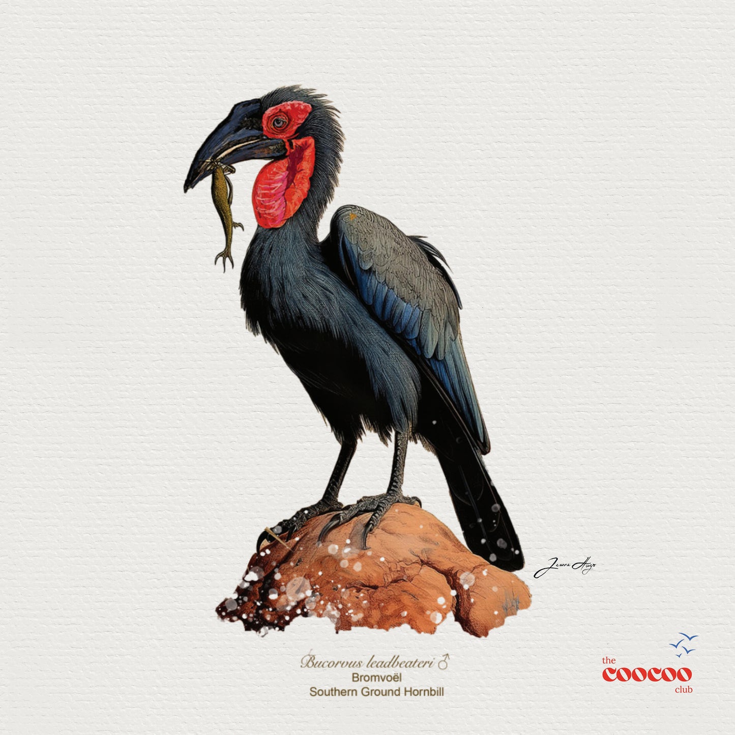 Big 6 Birds of South Africa