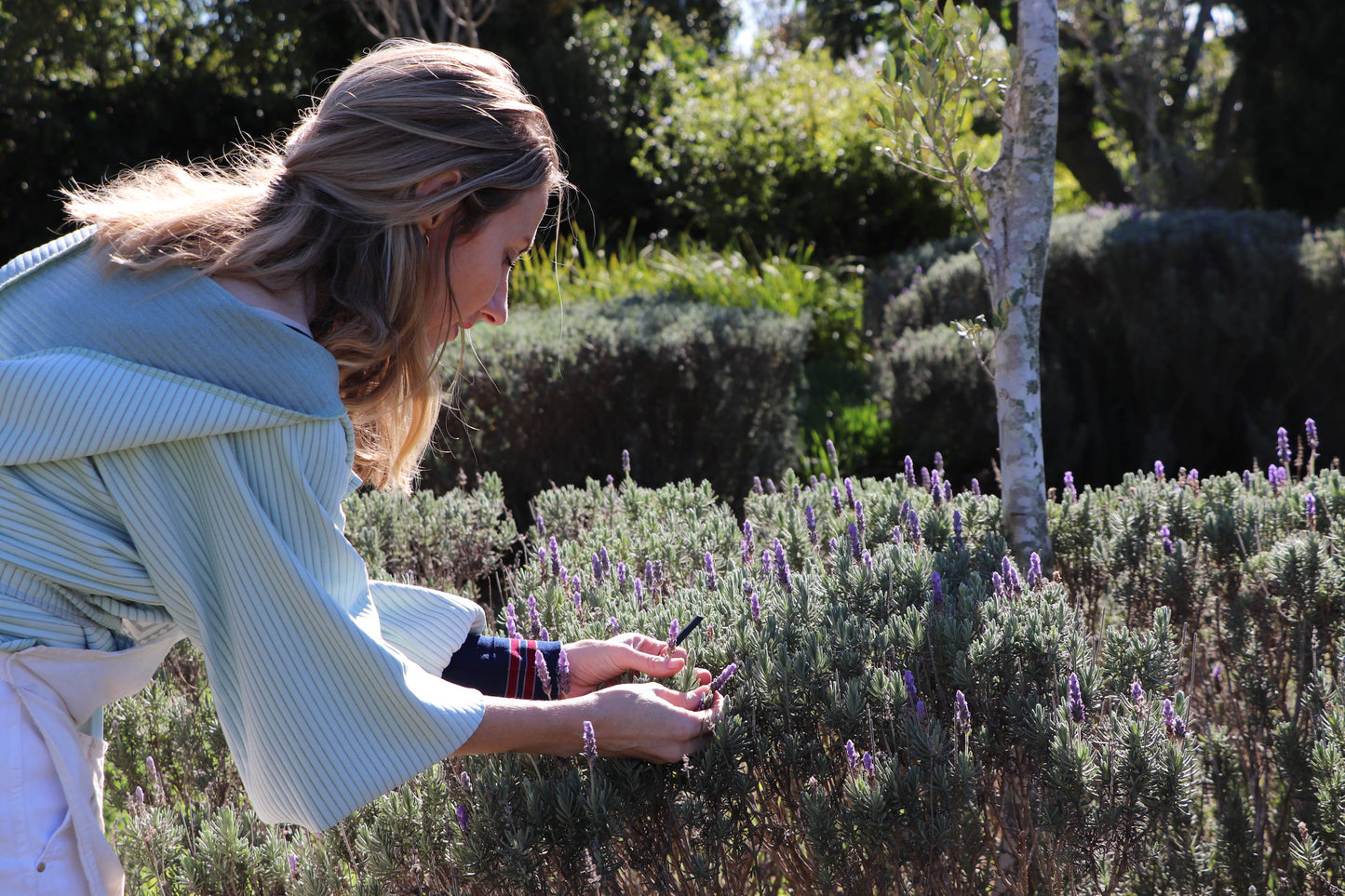 Delheim Bird Art Safari