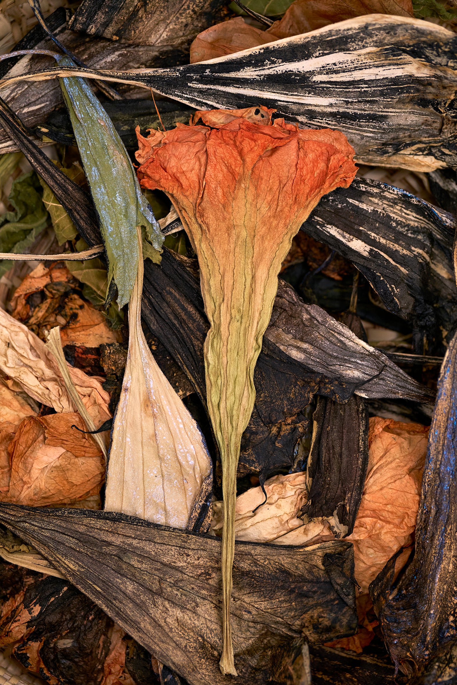 botanical inks art workshop