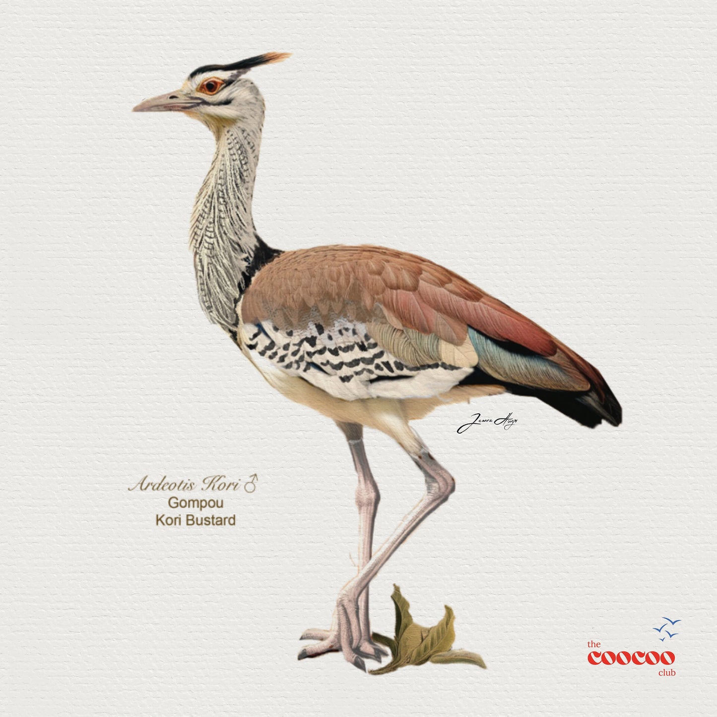 Big 6 Birds of South Africa