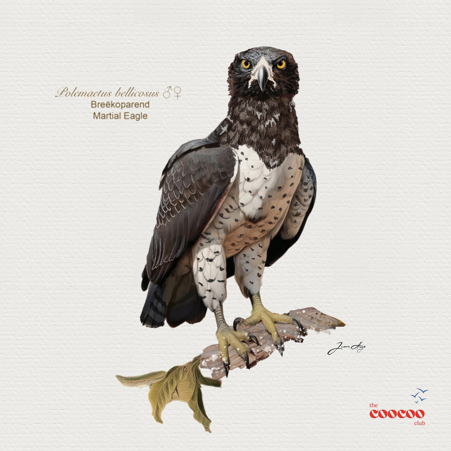 Big 6 Birds of South Africa