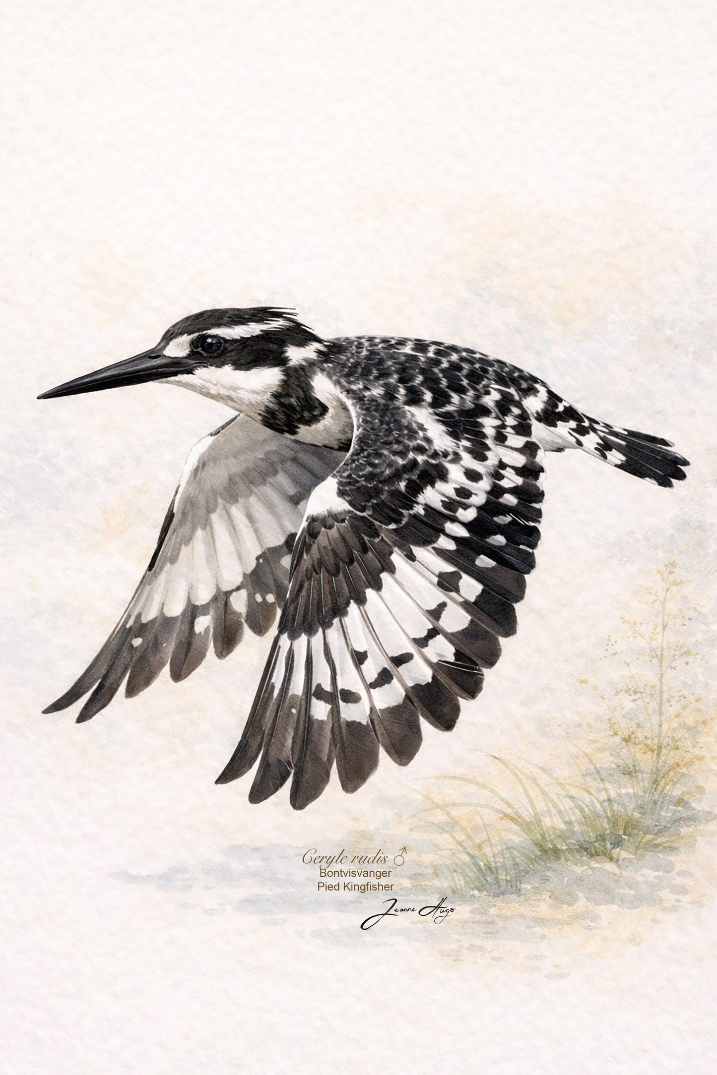 Kingfishers of South Africa Poster