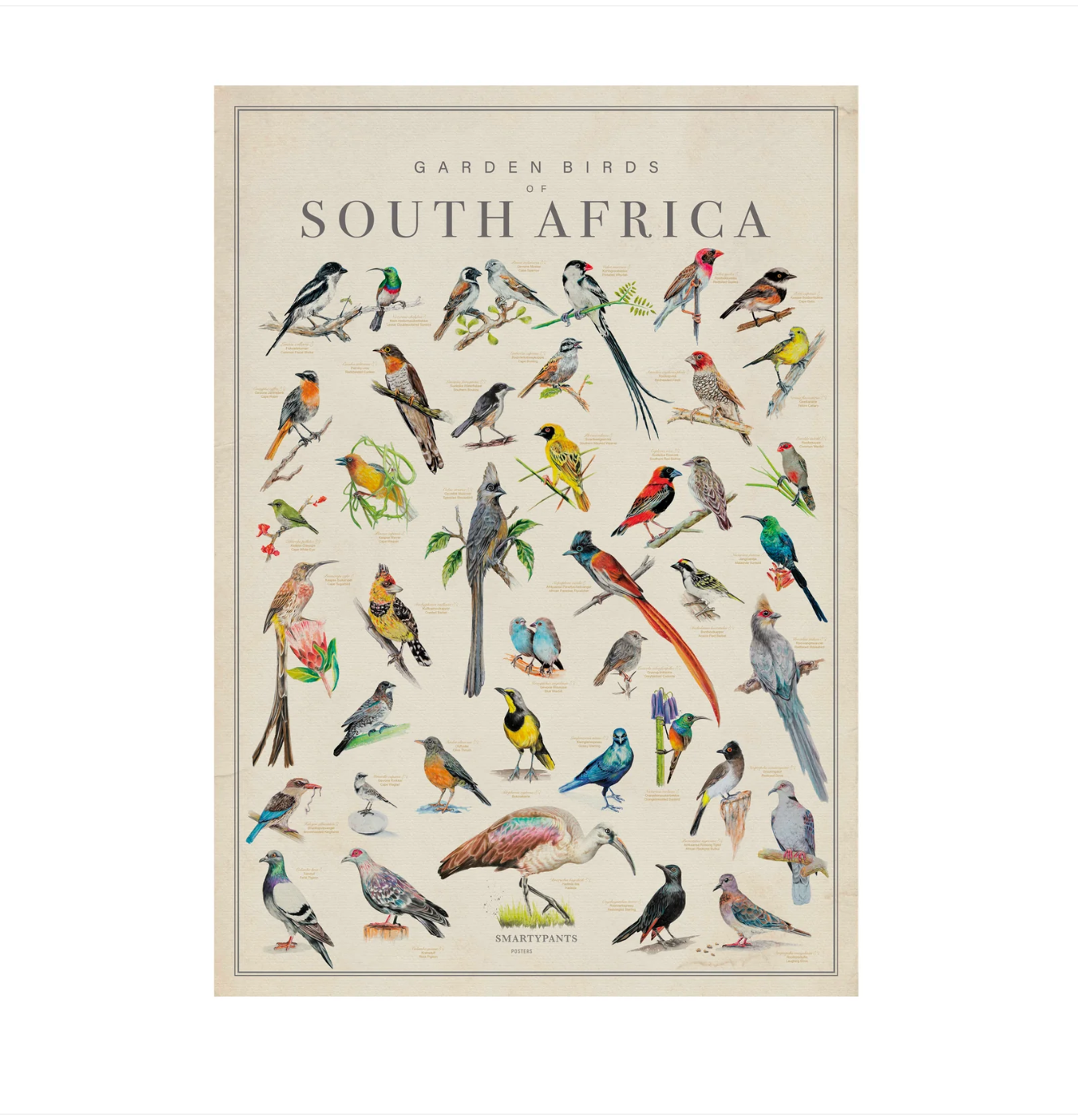 Tea Towel: Birds of South Africa