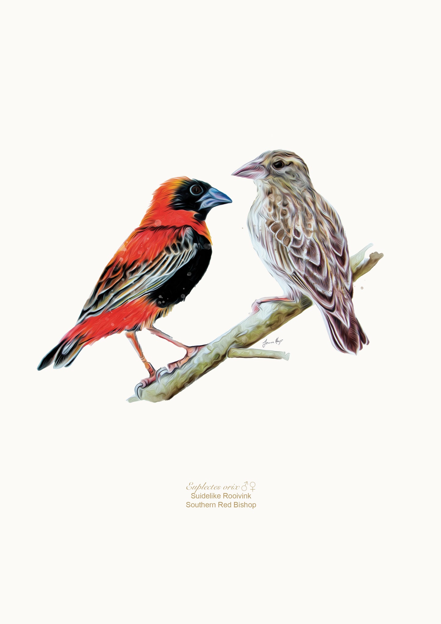 Southern Red Bishop prints Jeanne Hugo bird illustration