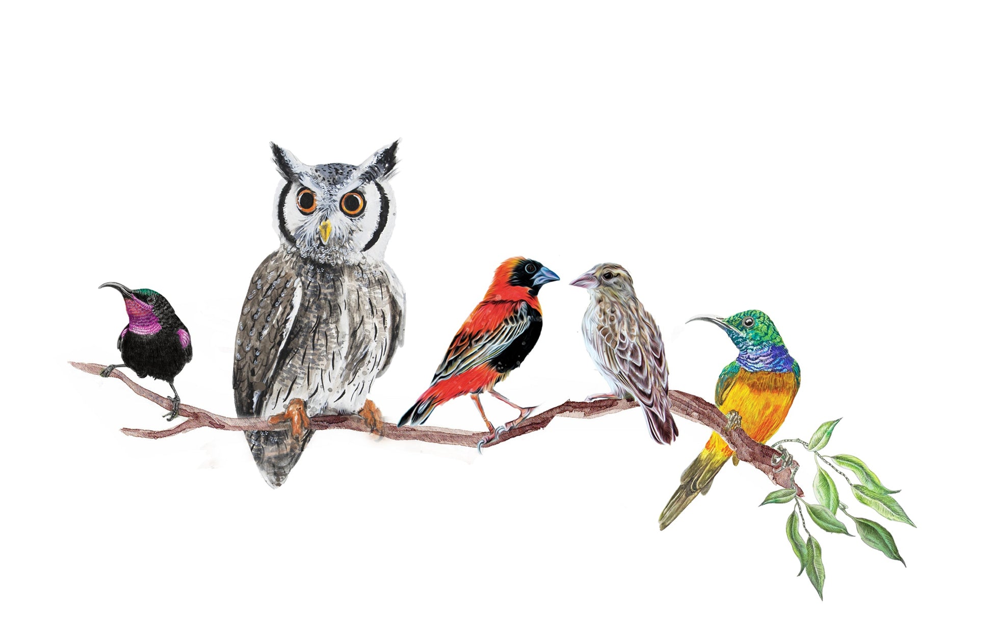 The Coocoo Club Bird Art