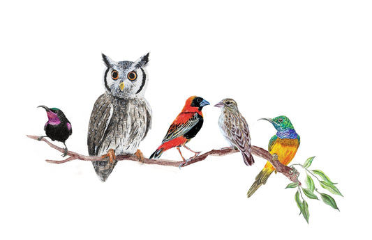 The Coocoo Club Bird Art