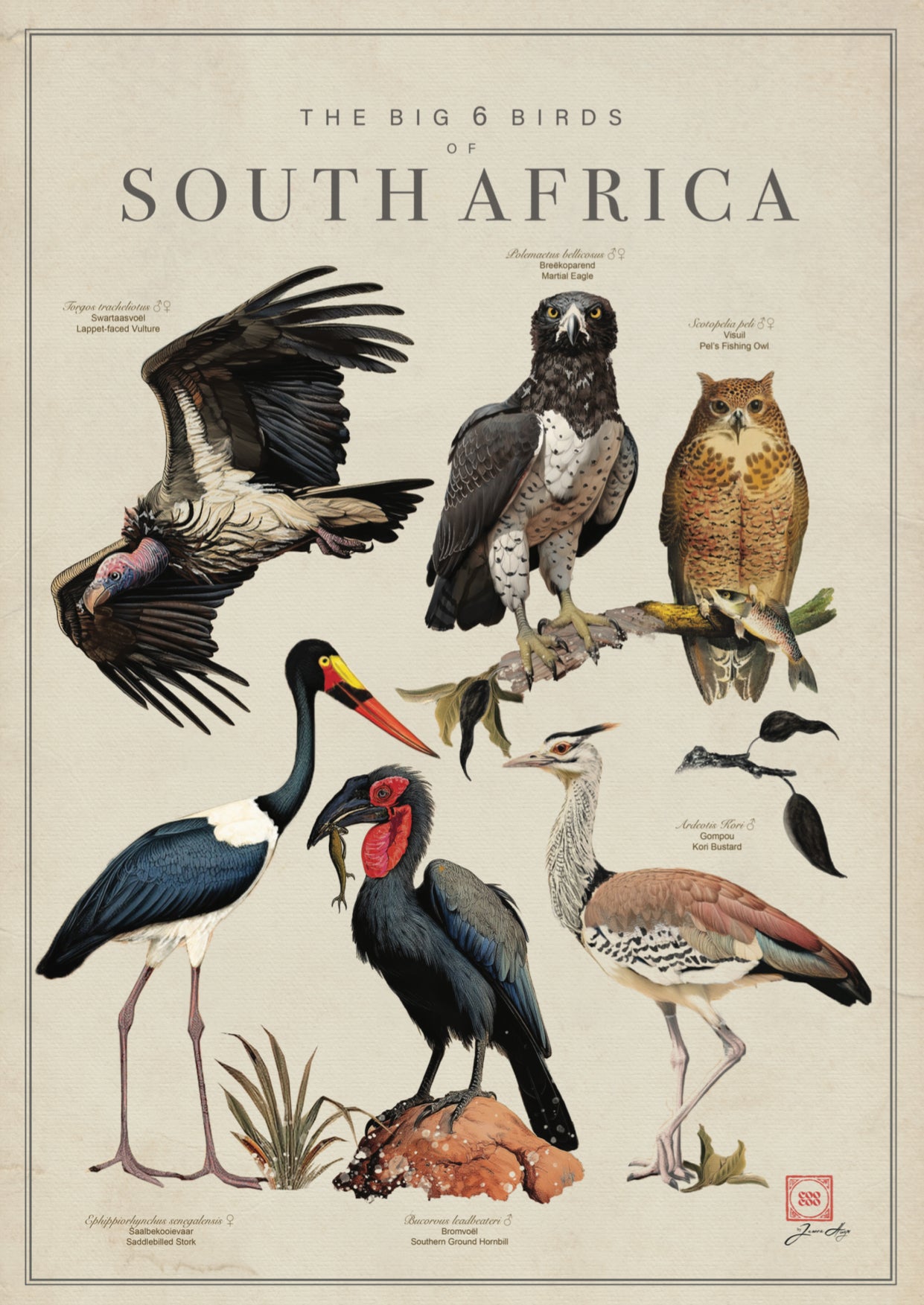 The Big 6 Birds The Coocoo Club Artwork