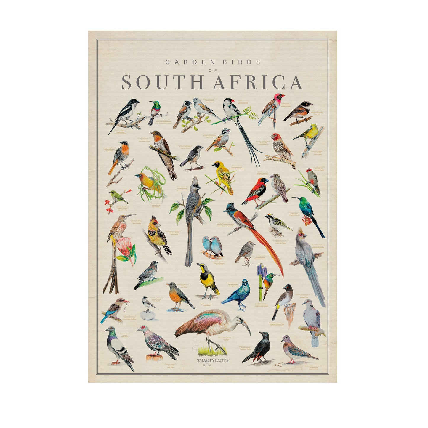Forty Garden Birds of South Africa