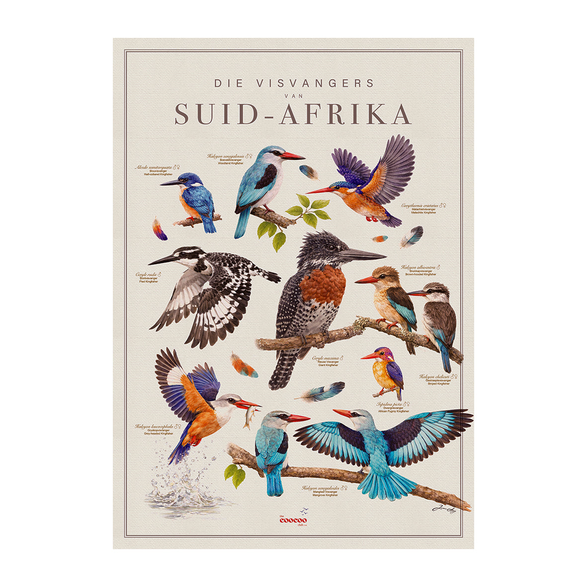 ALL Tea Towels: Birds of South Africa