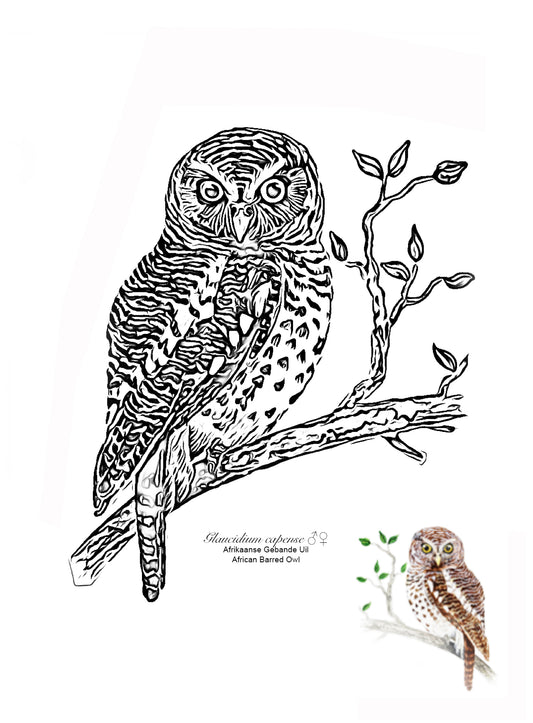 Free Colouring In page