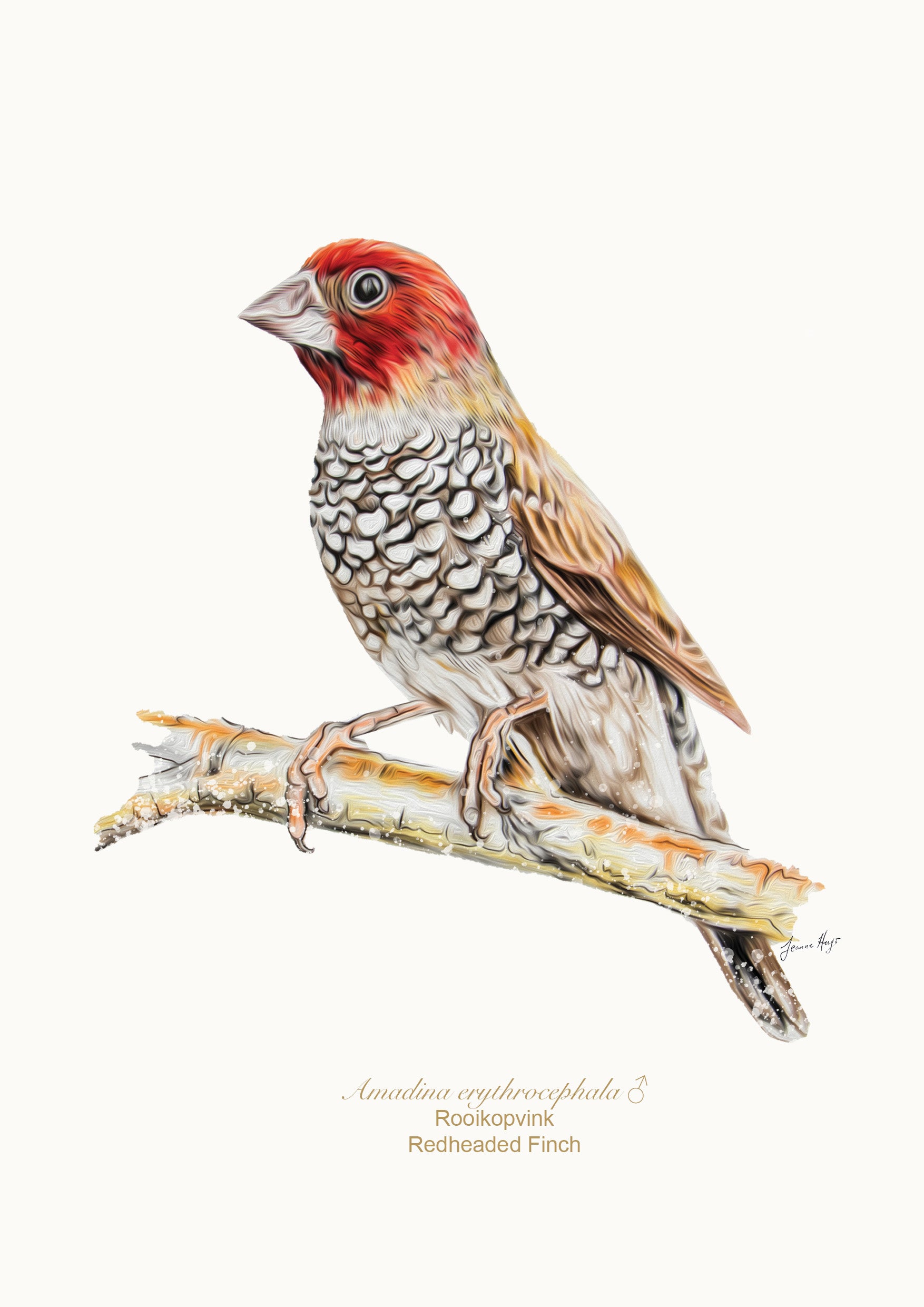 Redheaded Finch Jeanne Hugo