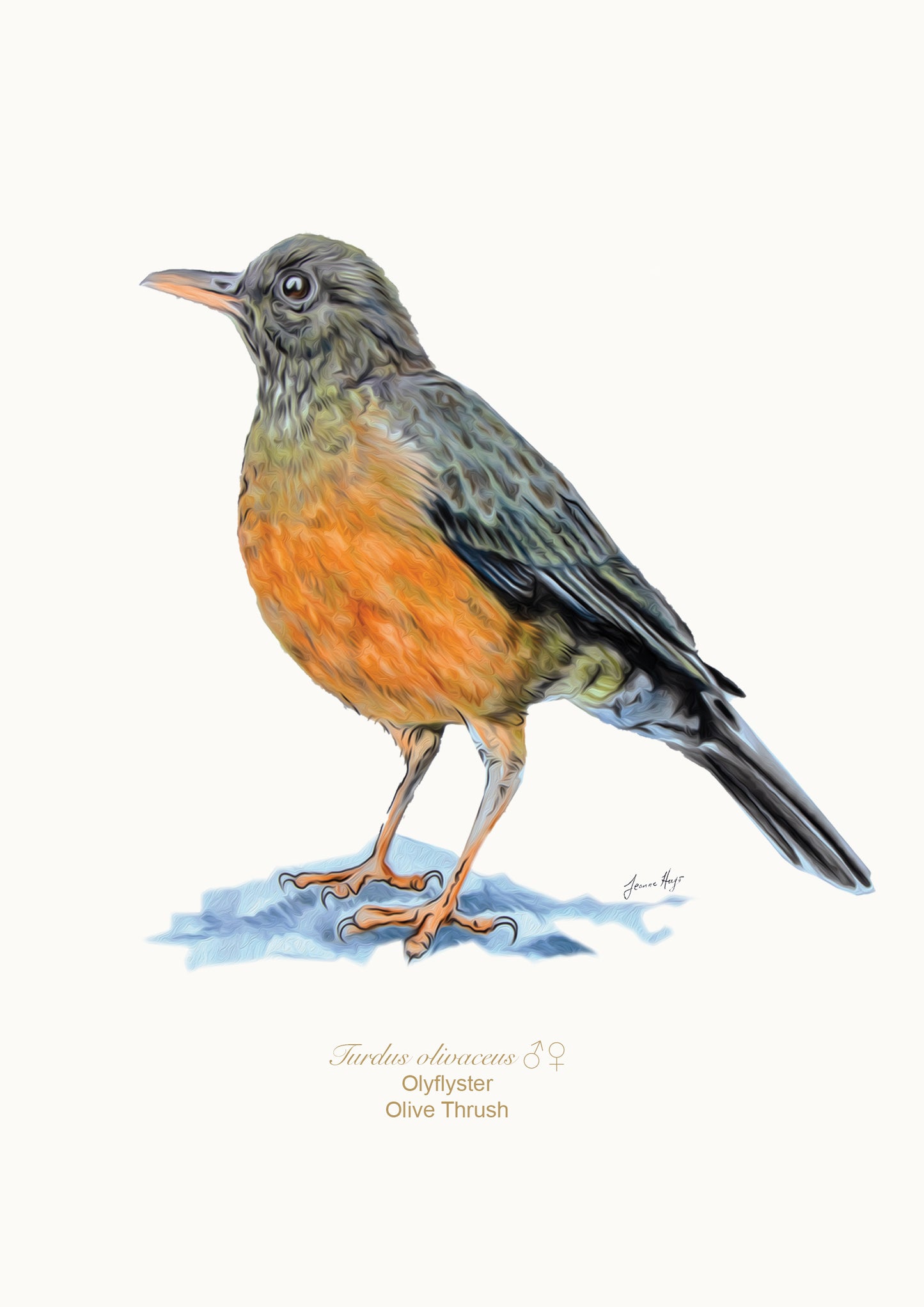 Olive Thrush