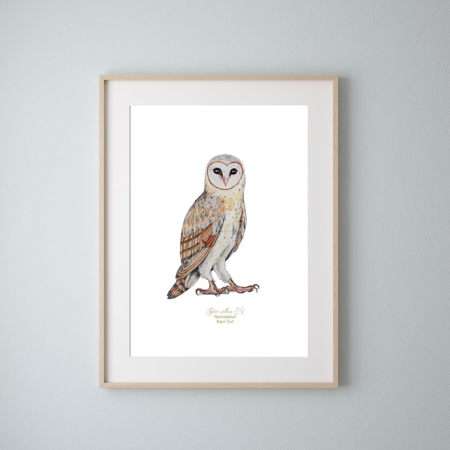 Barn Owl Art