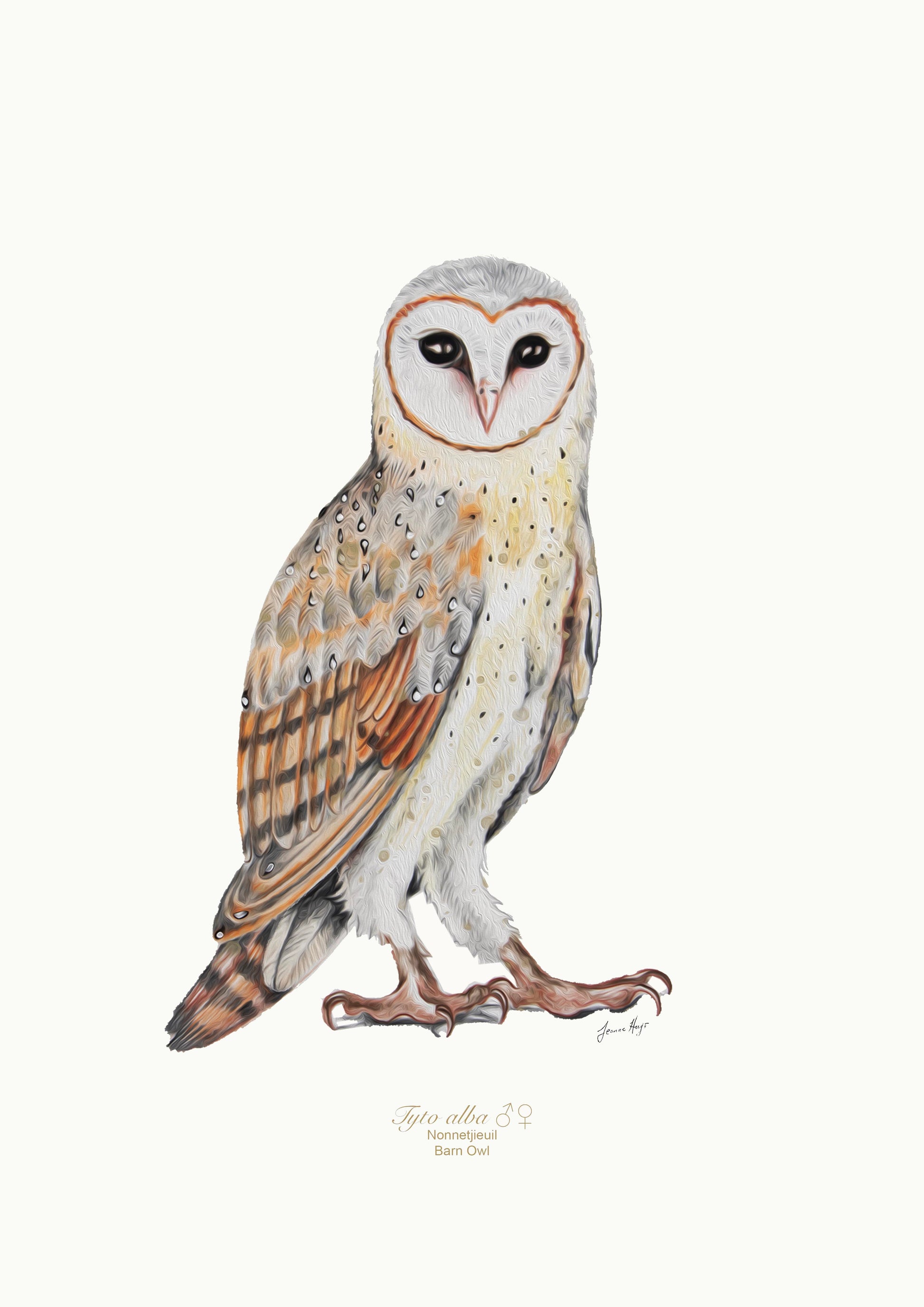 Barn Owl Art Jeanne Hugo