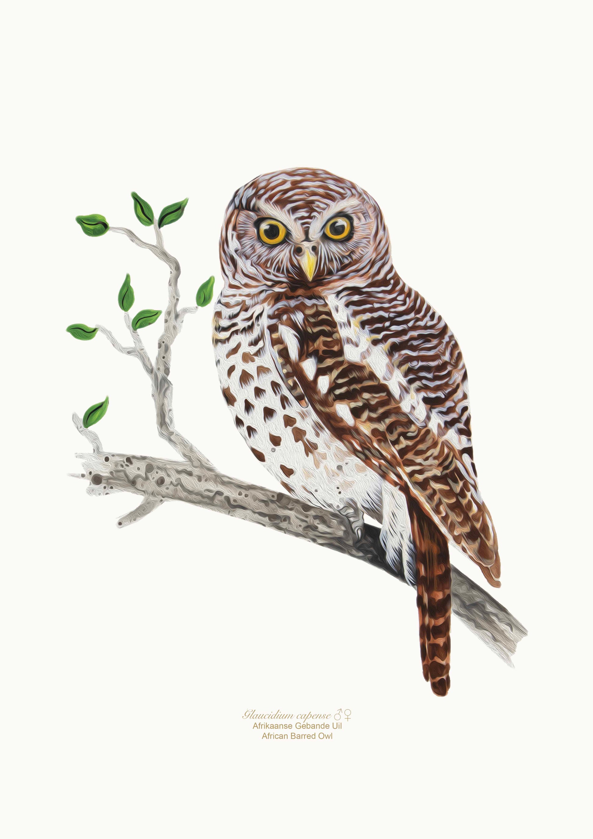 African Barred Owl Bird Art