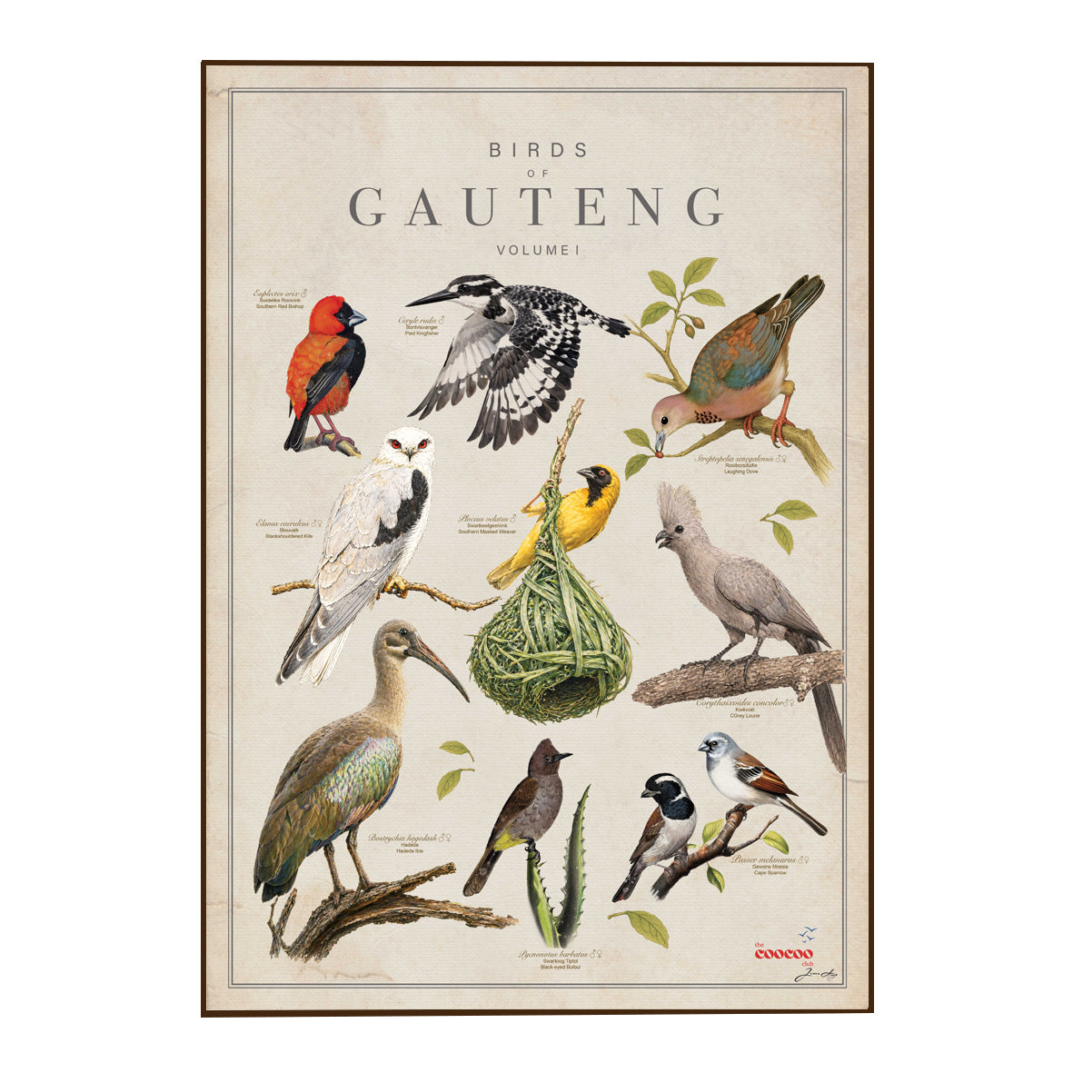Birds of Gauteng Tea Towel NEW