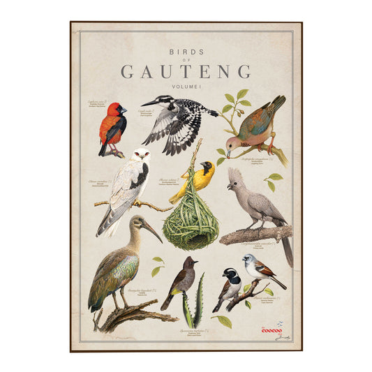 Birds of Gauteng Tea Towel NEW