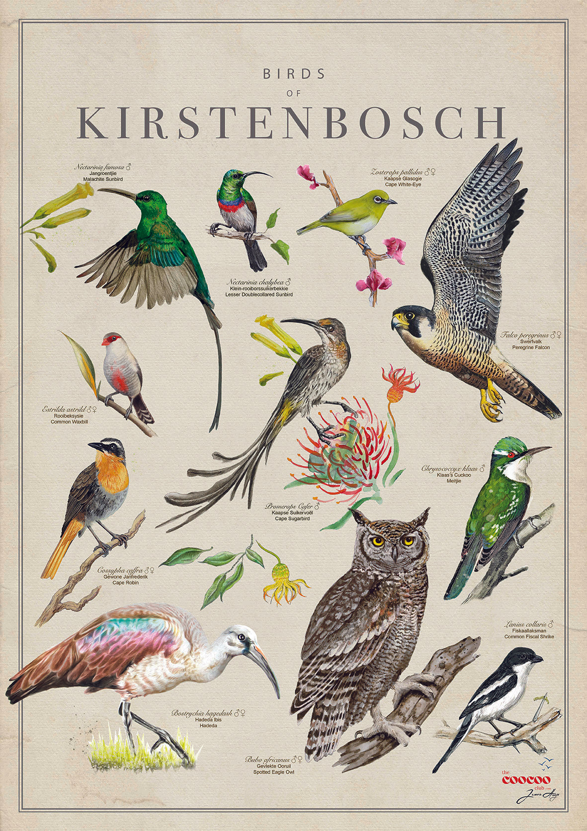 Tea Towel: Birds of South Africa