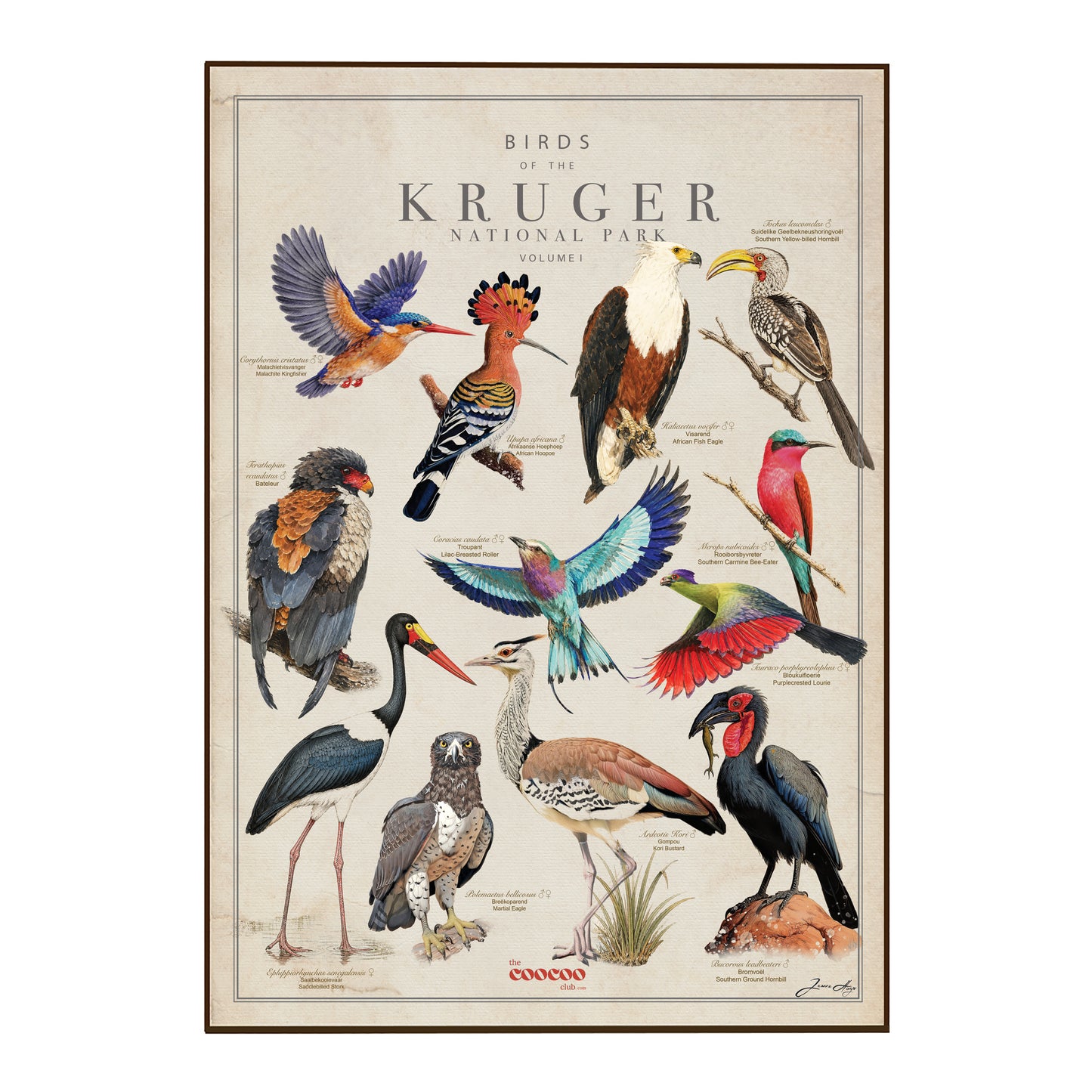 A vintage-style bird poster or tea towel titled 'Birds of the Kruger National Park Volume 1' featuring multiple illustrated birds on a warm beige background with a thin brown frame.