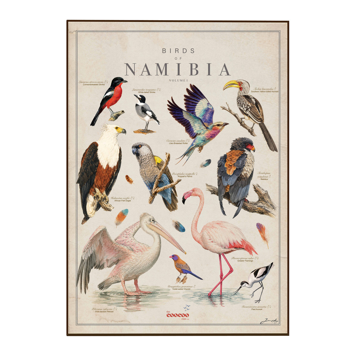 A vintage-style illustrated poster titled 'Birds of Namibia' showing multiple bird species on an aged cream background with a thin brown border. The artwork includes a pink flamingo, pelican, toucan, eagle, parrot, and other birds with small labels and a Conoco logo near the bottom.