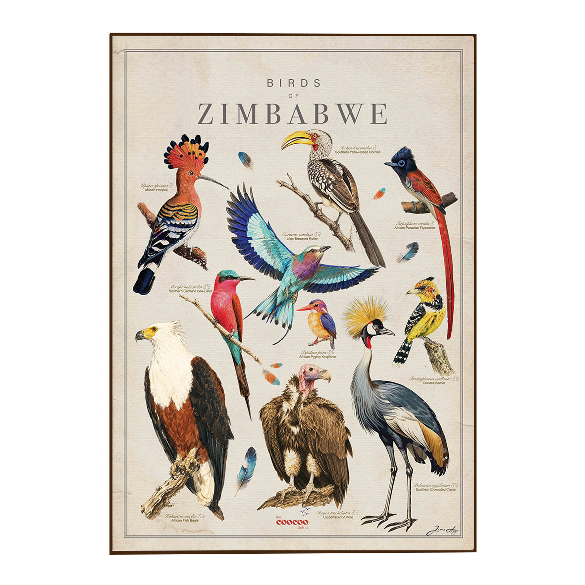 Birds of Zimbabwe