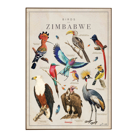 Birds of Zimbabwe