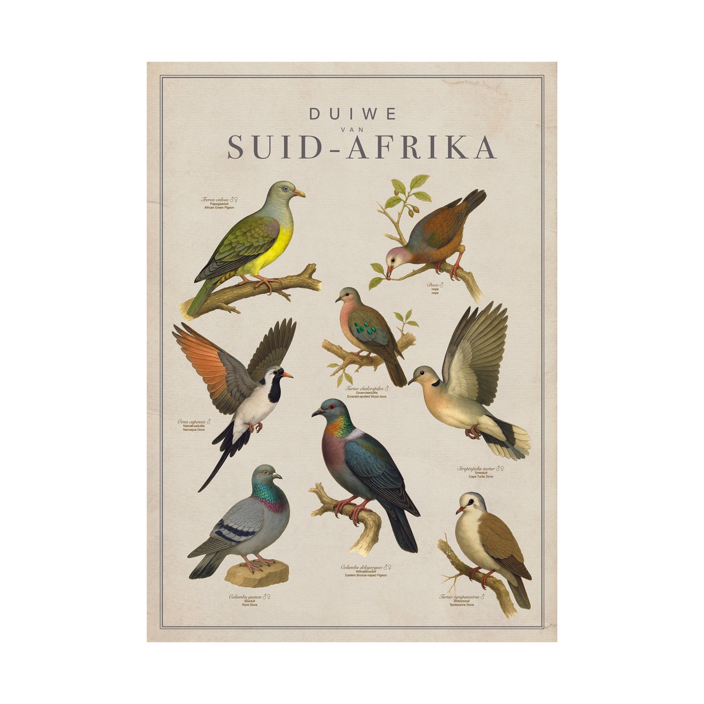 Posters: Choose your Birds of SA