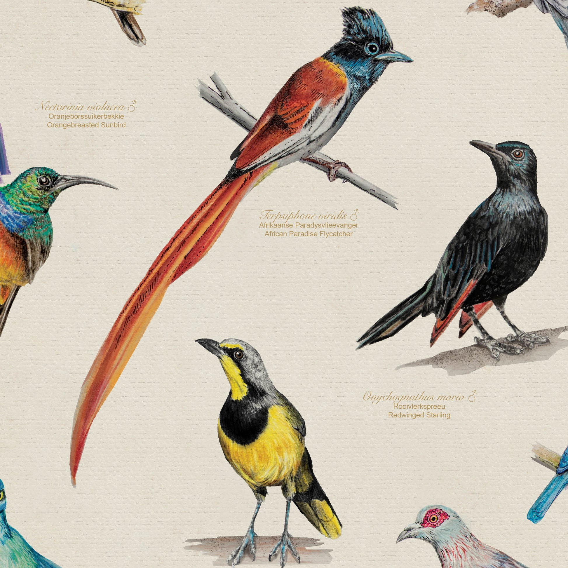 Bird Illustrations by Jeanne Hugo premium paper