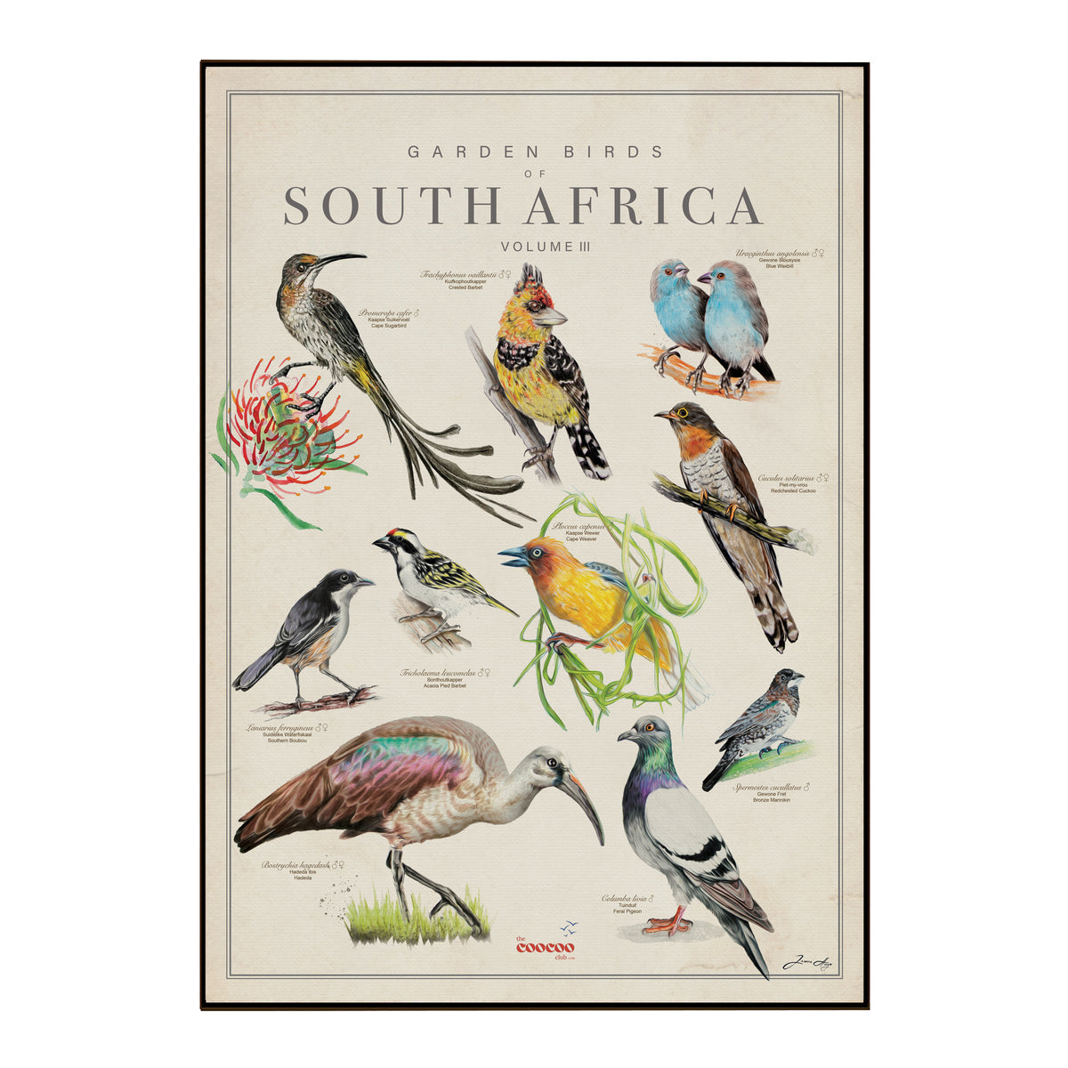 A vintage-style illustrated poster titled 'Garden Birds of South Africa Volume 3' showing multiple bird species with labels on an aged cream background, framed by a thin dark border by The Coocoo Club.